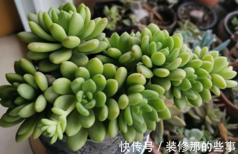 老花匠们|多肉长得好或坏,有很多原因,这3条因素占了一大半