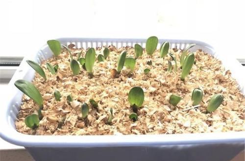 果子|张大爷花100买了1筐“果子”,拿回家埋盆里,养出上千棵君子