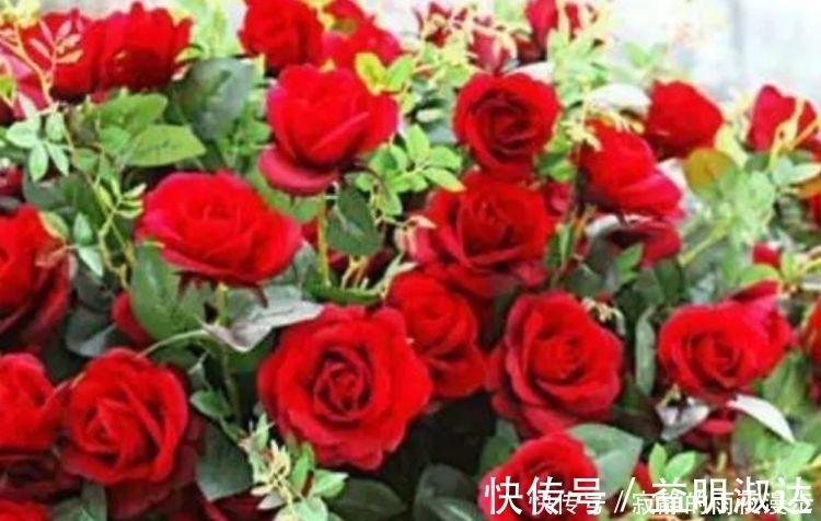 虎皮兰|开花最香的3种花，家里养一盆，花开不断，还能旺财！