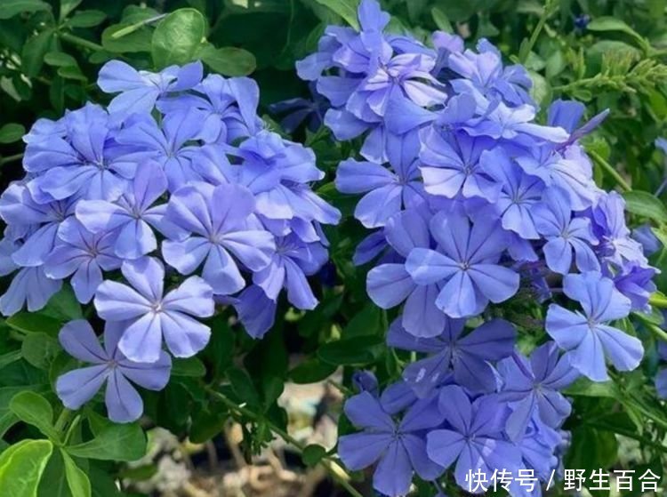 几种花漂亮又好养,比牡丹好看,花儿轻松开爆盆,适合阳台盆栽