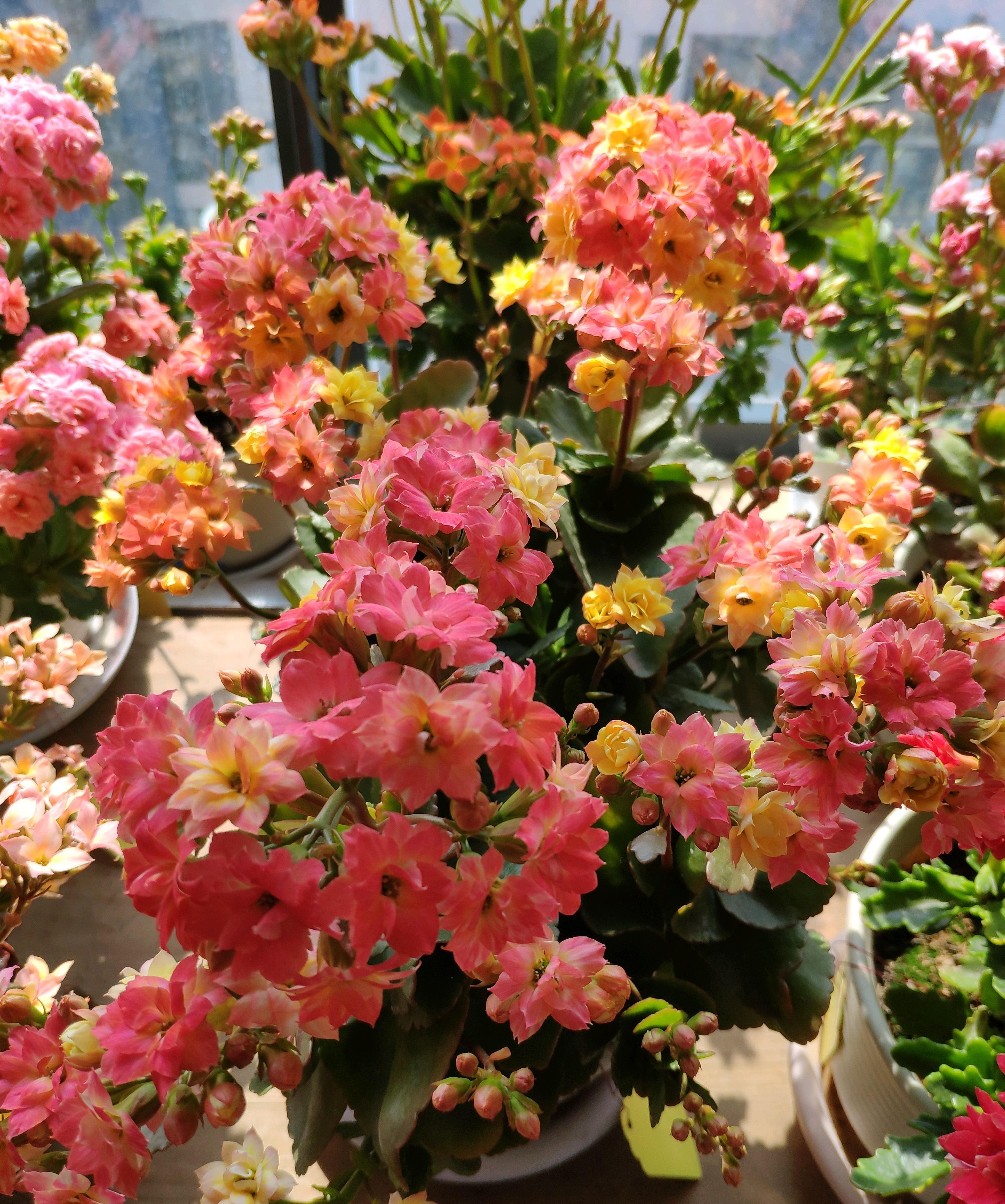 10种“旺运花”开花红艳艳,现在养一盆,春节刚好开,红火显富贵