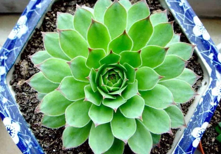 小芽|6月养多肉观音莲,怎么管理,才能让小芽长满一圈又一圈