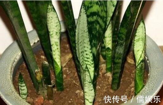 养文竹就要“狠”,黄叶枯枝直接剪,套个袋重新变成小树林