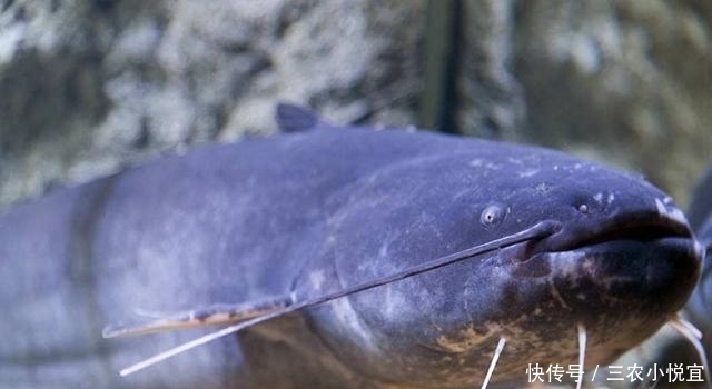 最脏|它是全球最脏的鱼, 亩产量就高达2.5吨, 但是却无人敢吃