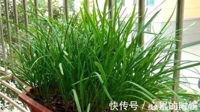 叶片|这3种花不开花像野草,很多人都以为是野韭菜,开花后令人惊喜
