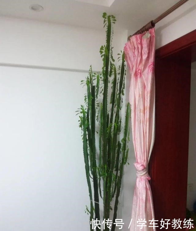 1米7的天竺葵,开花成瀑布,太震撼了!