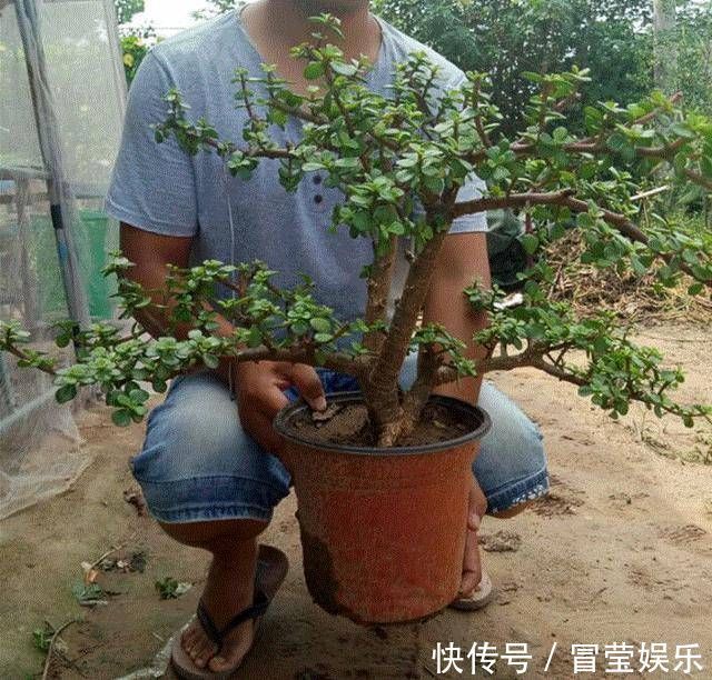 金枝玉叶长成树，喷点“染花剂”，花色艳丽，养成盆景价值高