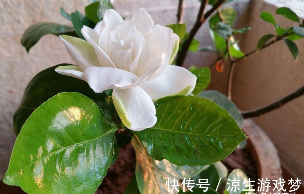 公认难养的10种“漂亮花”,没有几年养花经验,建议别买回家