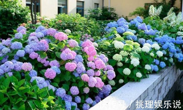 养人|养花就养这种花,旺财又养人,吉祥富贵,红红火火好运来!