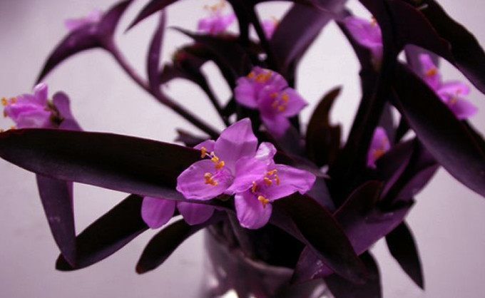 养花就养花期长的,便宜又好养,沾点水就爆盆,花开似精灵飞舞