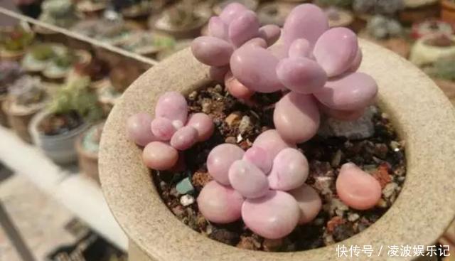 养多肉,花友们“别踩”这3误区,不然养一盆坏一盆