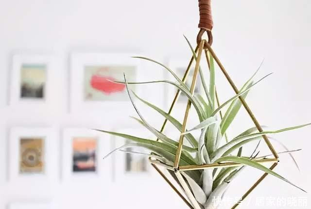 种花|4种花不能用土养,不然浇水就烂根,花再多精力也没用