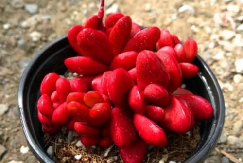 多肉克拉夫其实有两种，你是两种都养过，还是只养过其中一种呢？