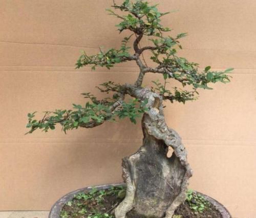 疙瘩树|山上2种“疙瘩树”,苍劲古朴、树姿优美,经常被用来做盆景