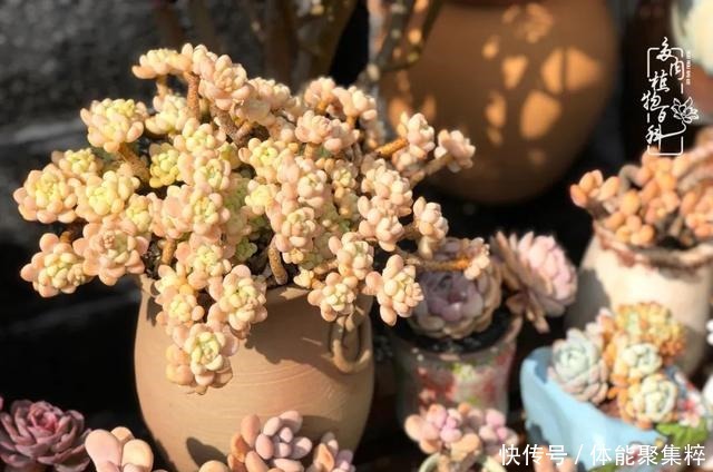 在茜的多肉小院里，花时间种快乐！在茜的多肉小院里，花时间种快乐！