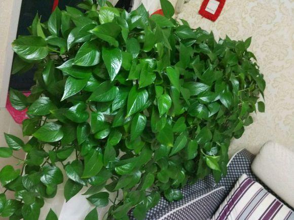 黄豆|绿萝的最爱,家家都有,2周喂一点,叶子油绿翠亮,新叶巴掌大