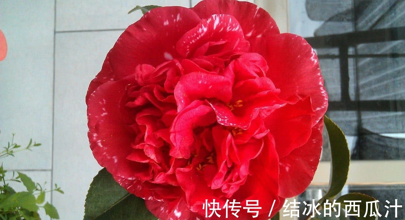 这款茶花比牡丹美,比香水好闻,零下15度冻不死,花期长达半年