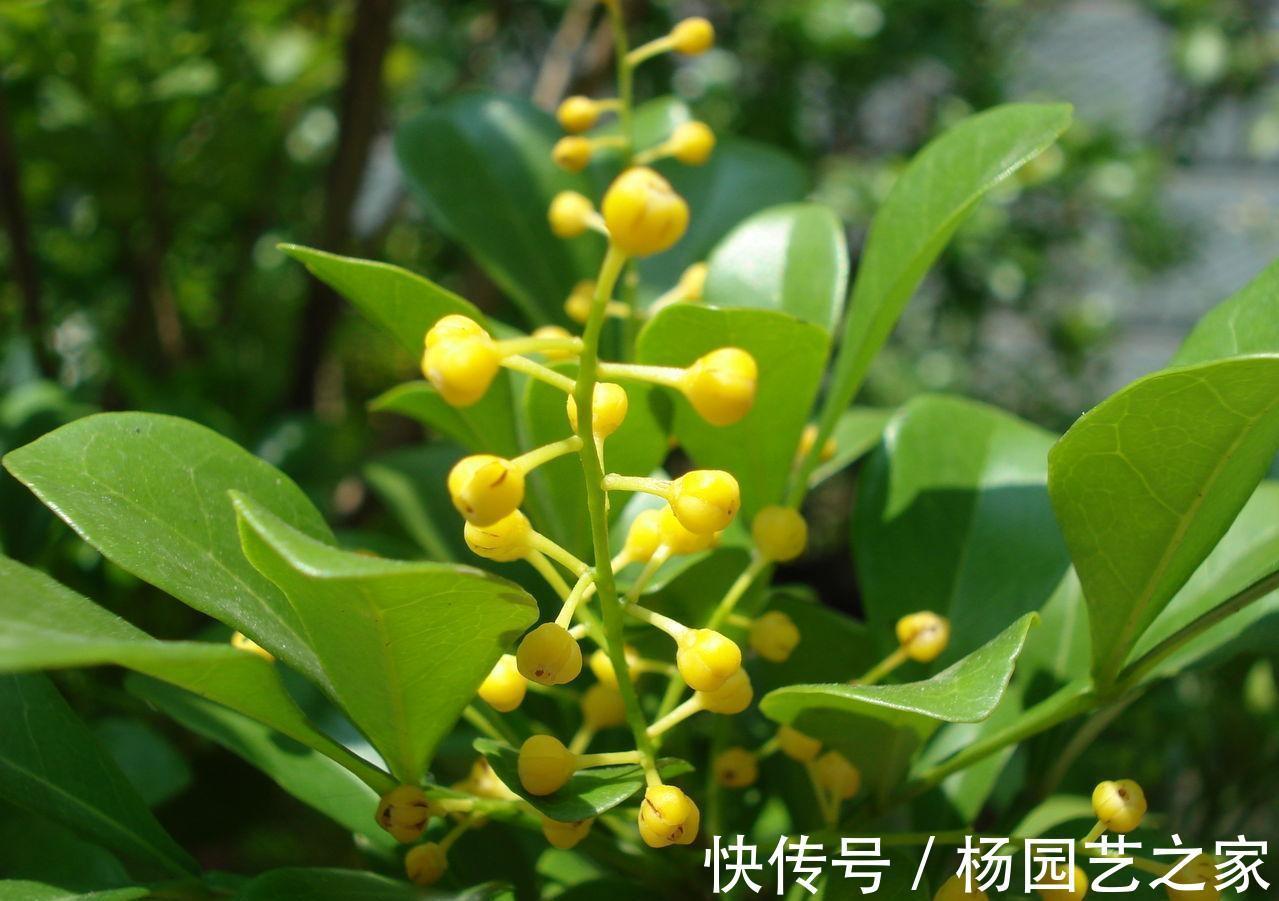 米兰米兰|养花试试这几款,淡淡的清香混合到空气中,对整个空气进行净化
