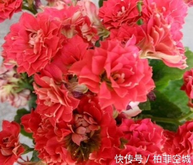 5种花养阳台,浇点水就狂开花,开成花海,邻居看了都羡慕!