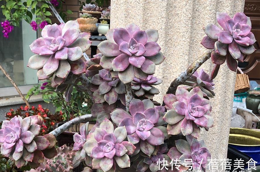 11月份买什么多肉好?当然要买这7款容易上色的多肉,服盆就变美