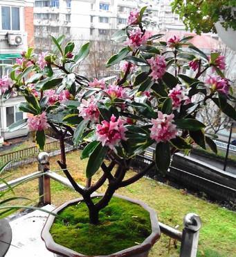 金边瑞香|8月份,建议不要“修剪”这五种,影响开花和生长