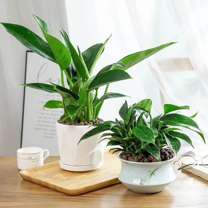 冬天必养的4种花,个个都能清新空气,家里养一盆,典雅又大方