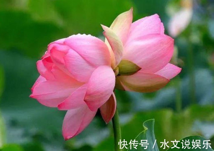 牡丹花|4种花养家里,花大色艳,花香易打理,养在客厅美极了