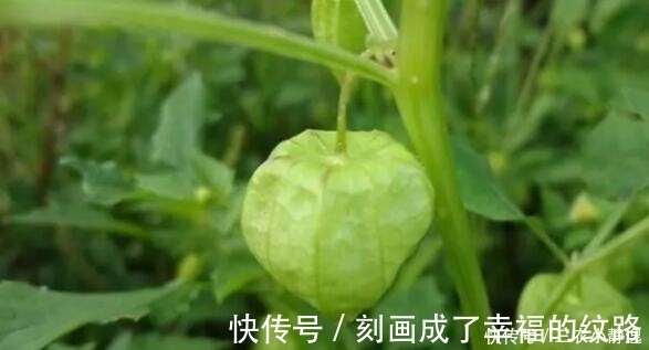 灯笼草|农村这种野草,是一种珍贵中草药,治疗痔疮效果很明显