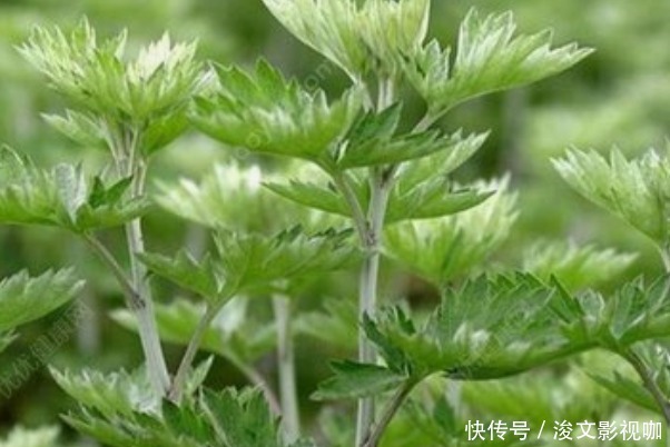 80岁老奶奶每天用一份艾草,4大好处让人惊喜,早知早受益