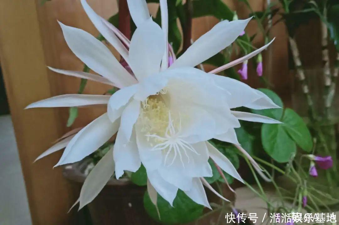 大爷家荷花种在花盆里，1次开花20朵，比巴掌还大！