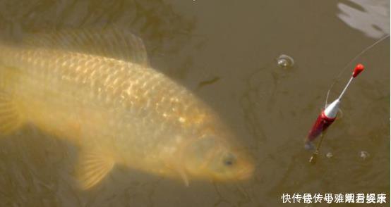 端午后别用蚯蚓了,70岁老渔翁教你3招,新手10分钟钓上10斤大鱼