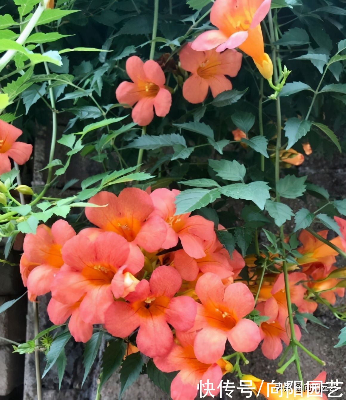 3种花，种到庭里，开花超多，比爬山虎都能长，夏天开成花墙