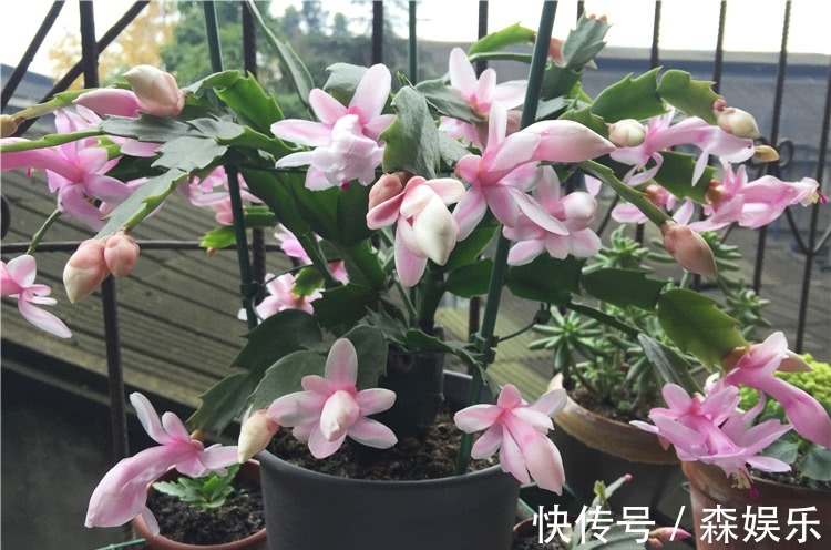 蟹爪兰砧木快被抽干,给它“打点滴”,砧木复壮快,蟹爪兰开花旺