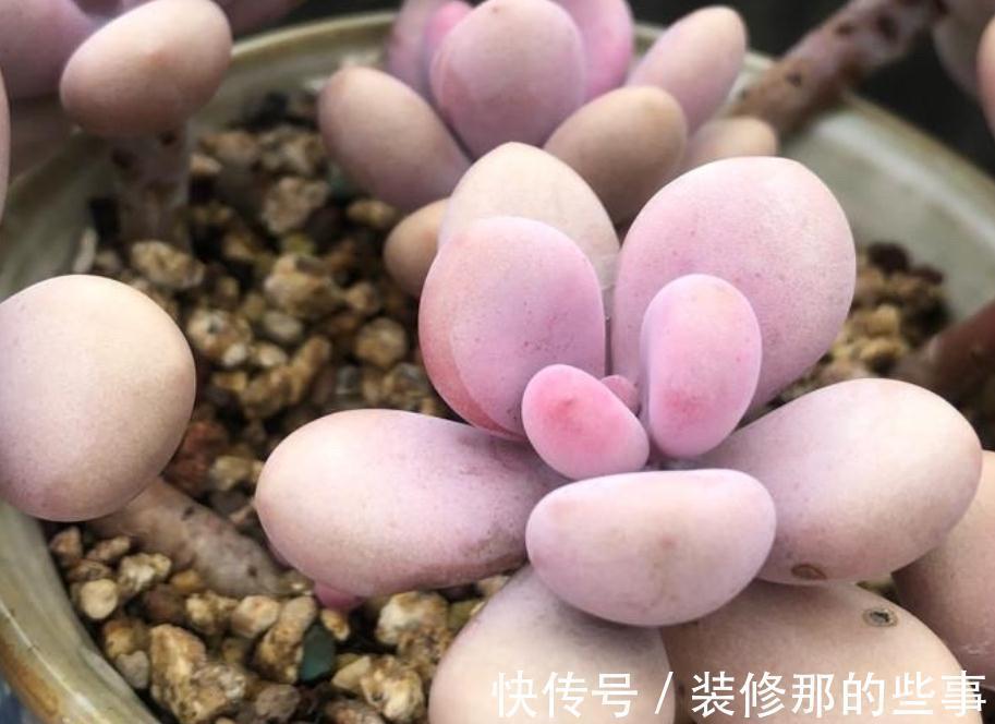 多肉植物里的“仙女”桃蛋,居家盆栽,该注意什么地方?