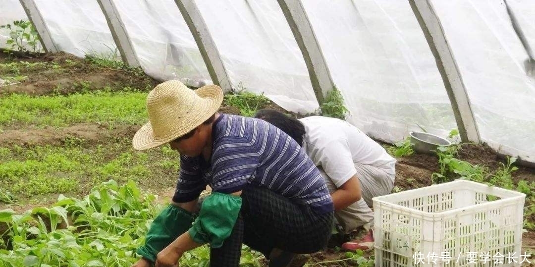 农村|农村这些似顺口溜的俗语,话糙理不糙,你听过几条