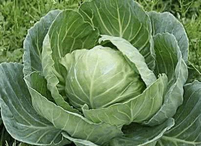 消肿化瘀|痔疮的天然“克星”，每天吃两口，消肿化瘀，赶走老痔疮！