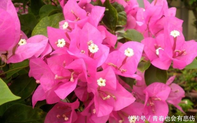 爆盆|养花就养3种耐旱花,耐热耐晒还耐寒,开花爆盆很容易,漂亮极了