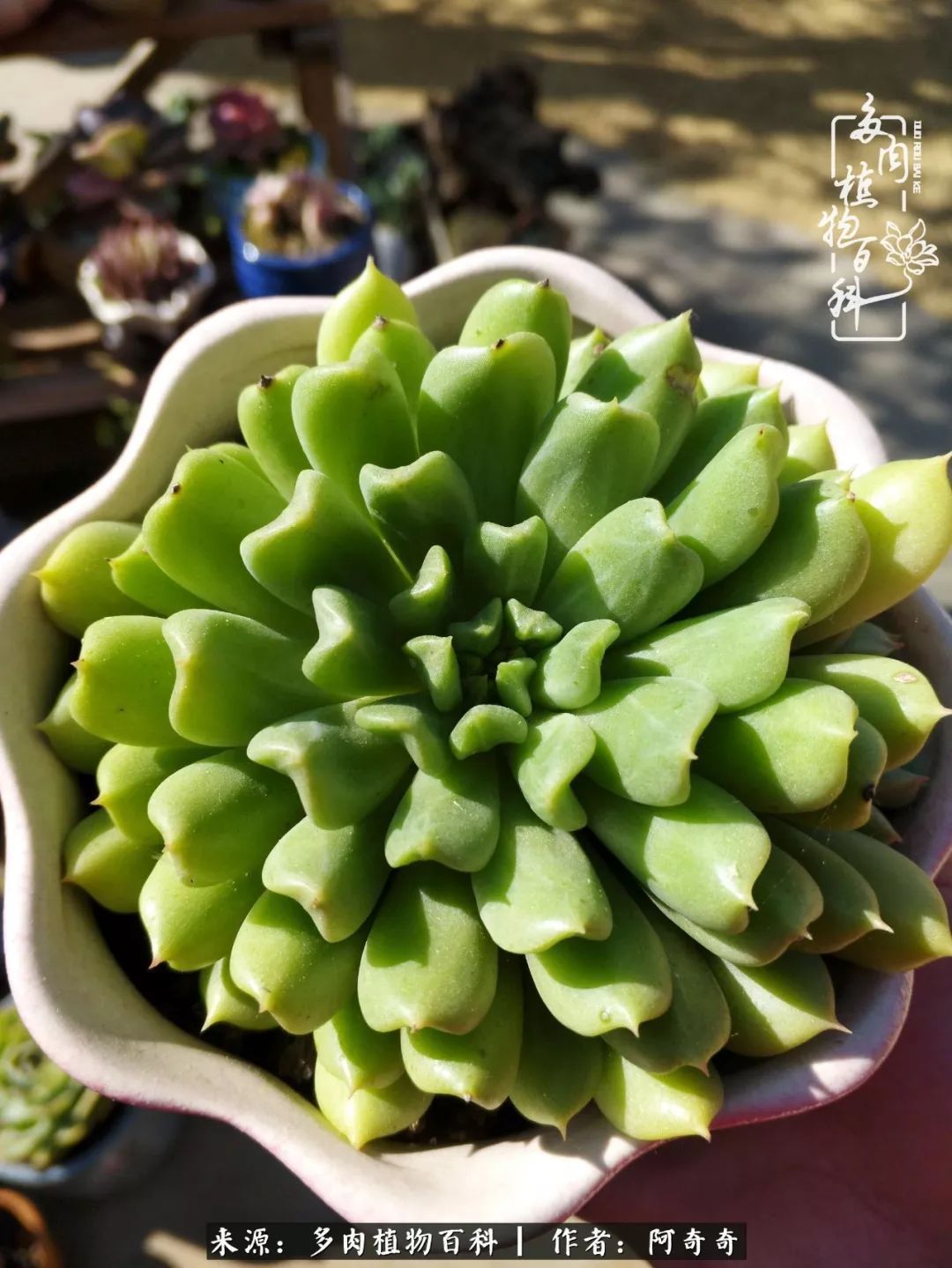 静心养多肉，只是为了在成人的世界里随波不逐流！