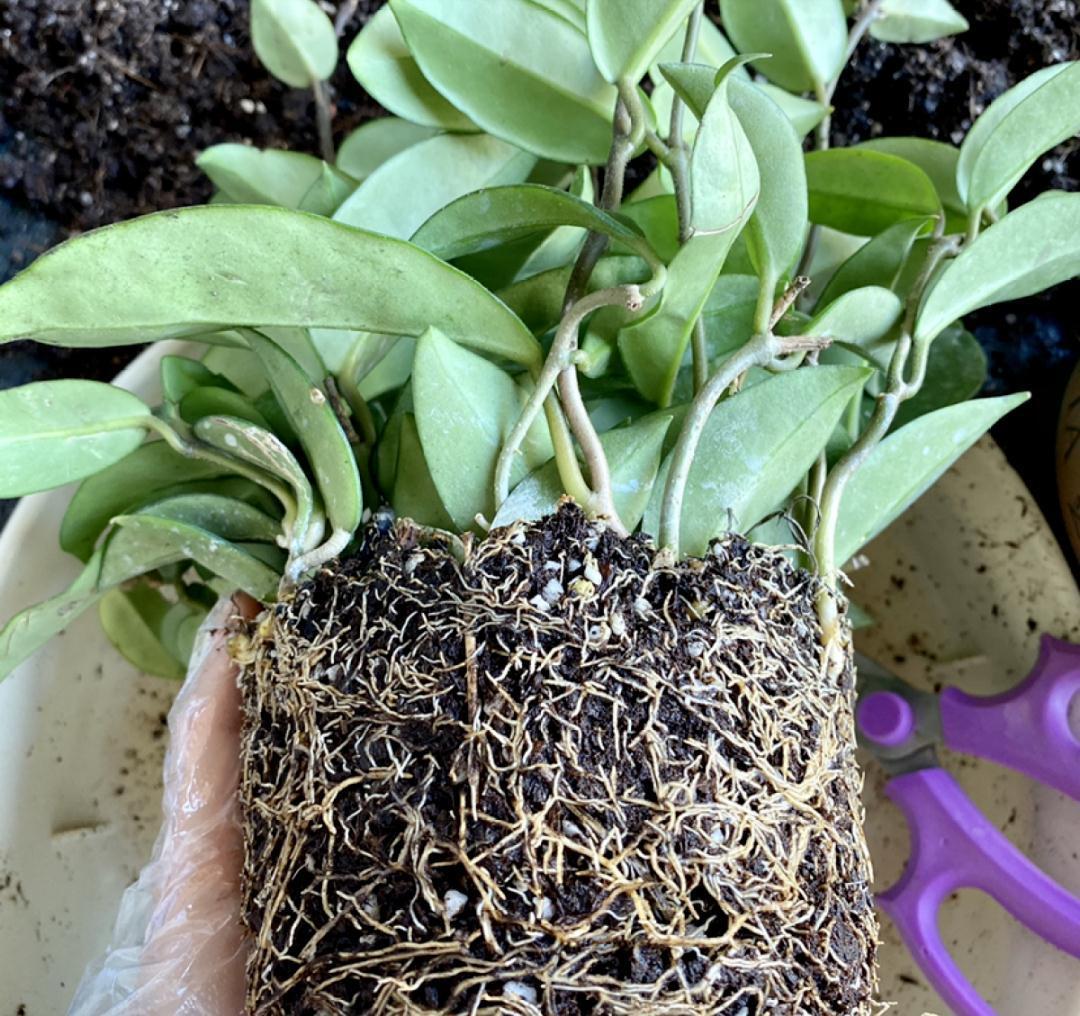 10种“吉利花”，“穷养”才能长大，越挤越壮实，越大越“旺家”