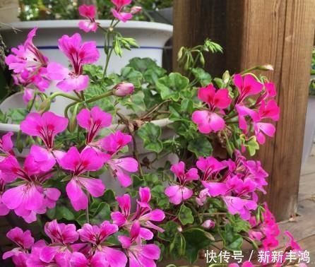 给花浇水时加点这东西,全年不施肥,照样花开爆盆