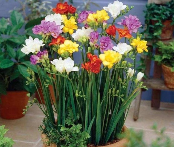 新手就养“5种花”,好养易爆盆,特别容易开花,越养越喜欢!