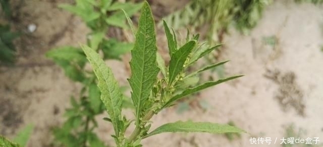 得了“脚气”奇痒无比别慌,农村一常见野草,用它煮水帮您搞定