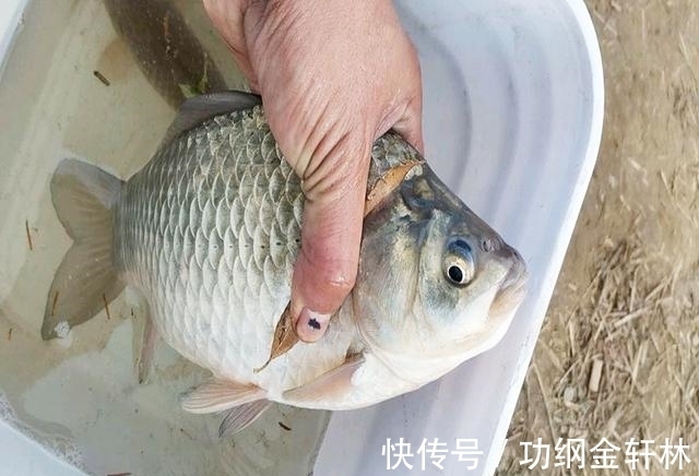 冬季钓鲫鱼,掌握这些技巧,渔获不发愁