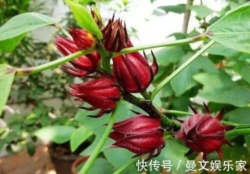 盆栽|最“好吃”的“花”,花色红艳,酸甜可口,盆栽一棵,能吃又能看