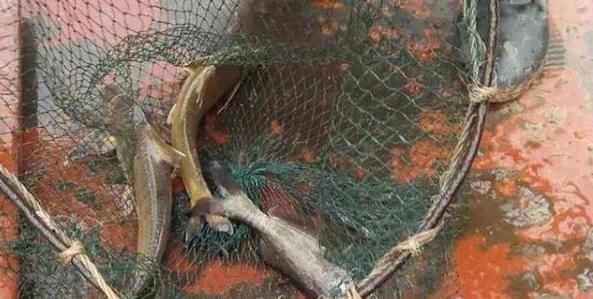 180元1斤吃到濒危,上岸后养不活,如今终于养殖成功,却没人敢养