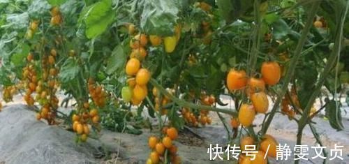 荷兰豆|对身体很不错的3种食物,排毒养颜、延缓衰老,早吃早健康!
