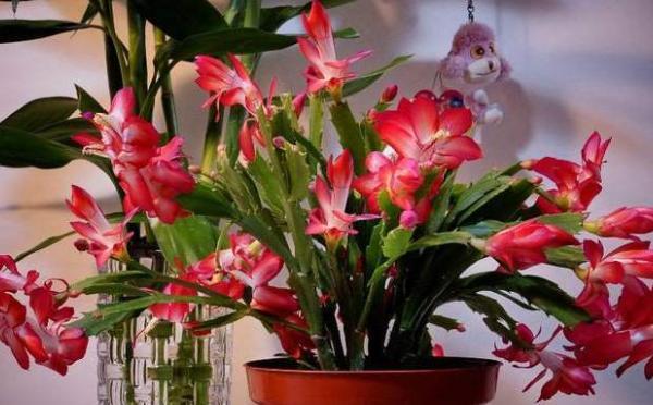 病因|蟹爪兰不开花,叶子还发蔫褶皱该怎么办摸清病因,轻松治愈