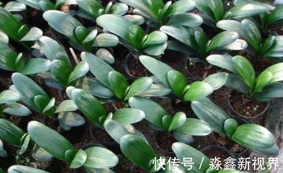 养花就用“它”土里埋1勺，能管3个月，简单方便，效果好无异味