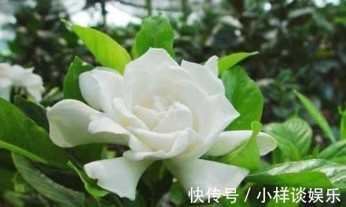 潮湿|3种花是花中劳模，一开就能爆盆一片花海，四季都能有花赏