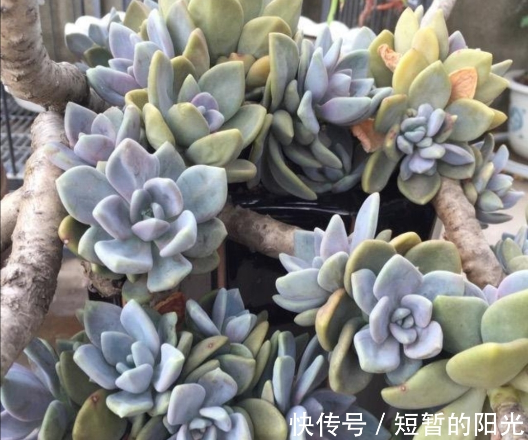 6种普通多肉,好养又漂亮,很容易养成老桩盆景